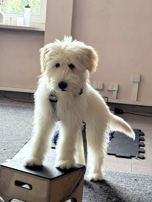 Pies ćwiczy stanie na podeście na sali treningowej Dogs Friends