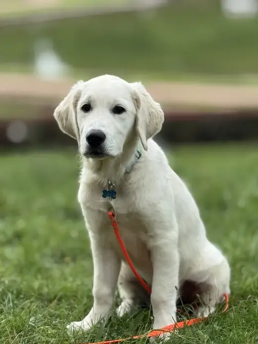Szczeniak golden retrievera siedzi na trawie – psie przedszkole Poznań