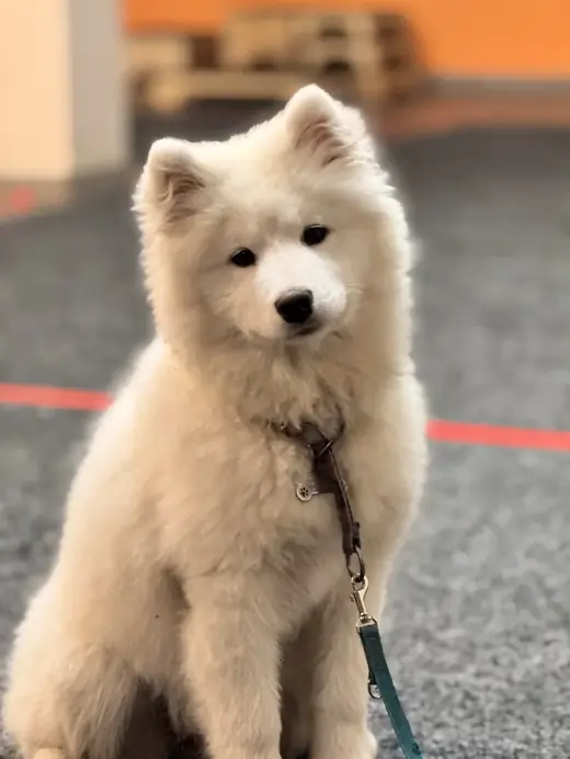 Szczeniak samoyeda na zajęciach psiego przedszkola w sali w Poznaniu