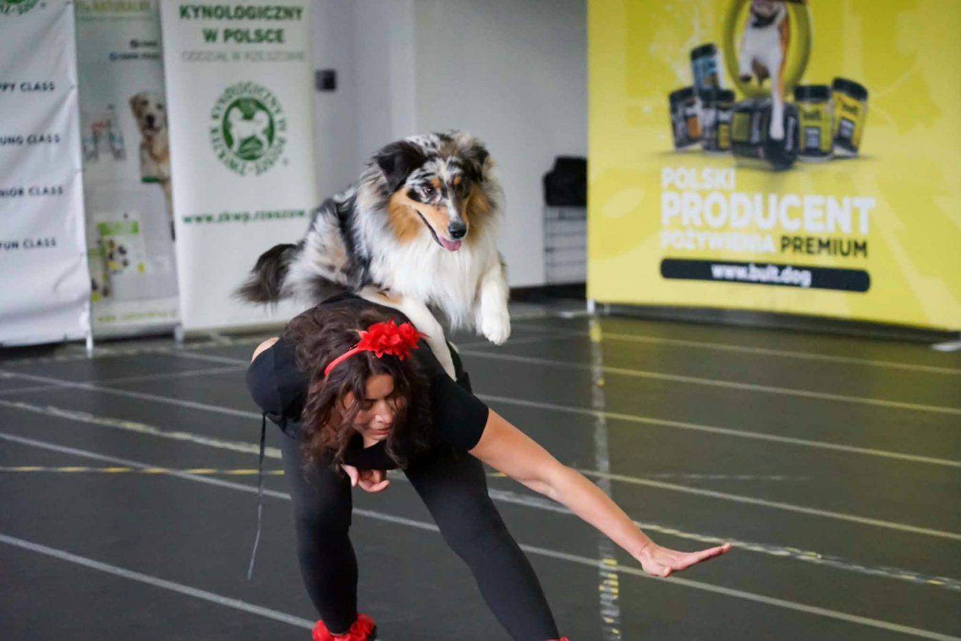 Pies skacze nad pochyloną opiekunką podczas zajęć dog dancingu w Poznaniu
