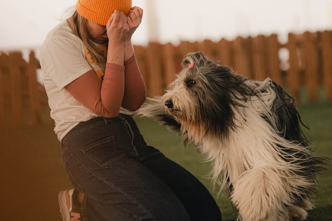 Nauka sztuczek – bearded collie pracuje z opiekunką